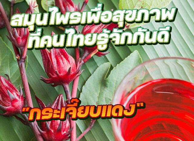 กระเจี๊ยบแดง สมุนไพรเพื่อสุขภาพที่คนไทยรู้จักกันดี