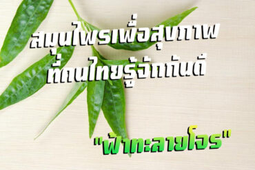 มะขามป้อม สมุนไพรเพื่อสุขภาพที่คนไทยรู้จักกันดี