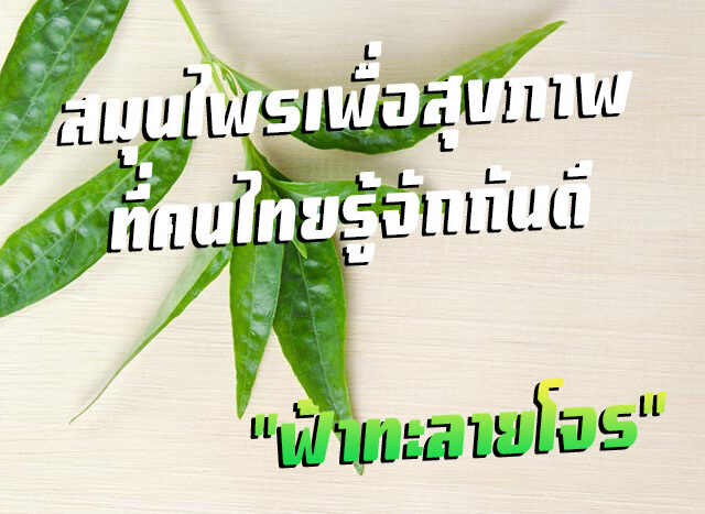 ฟ้าทะลายโจร สมุนไพรเพื่อสุขภาพที่คนไทยรู้จักกันดี