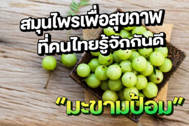 กระเจี๊ยบแดง สมุนไพรเพื่อสุขภาพที่คนไทยรู้จักกันดี
